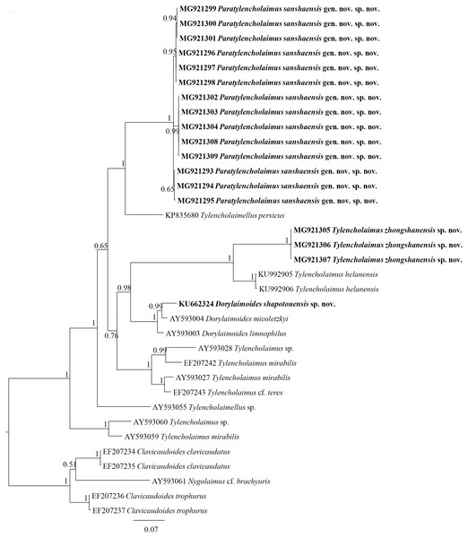 Bayesian tree of Tylencholaimellidae for D2–D3 region of 28S rDNA gene under GTR +I +G model.