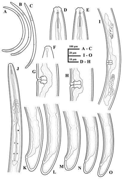 Ink drawing of Paratylencholaimus shanshaensis gen. nov. sp. nov.