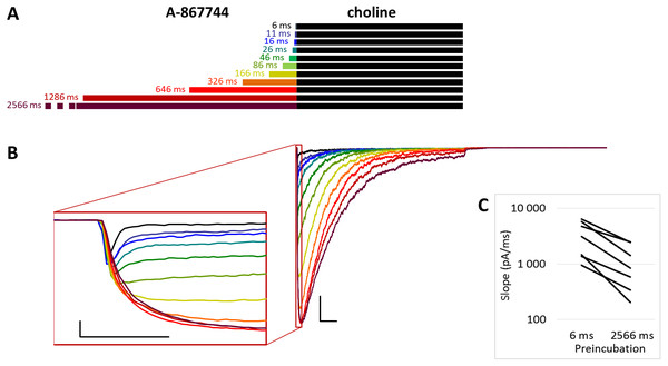 Effects of different lengths of A-867744 preincubation on choline-evoked currents.