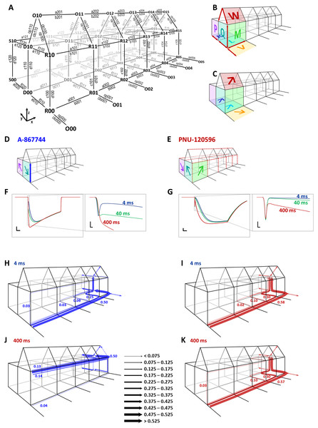 Kinetic simulations of modulator effects.