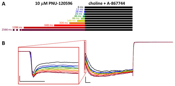 Effects of different lengths of 10 µM PNU-120596 preincubation on currents evoked by coapplied choline and 1 µM A-867744.