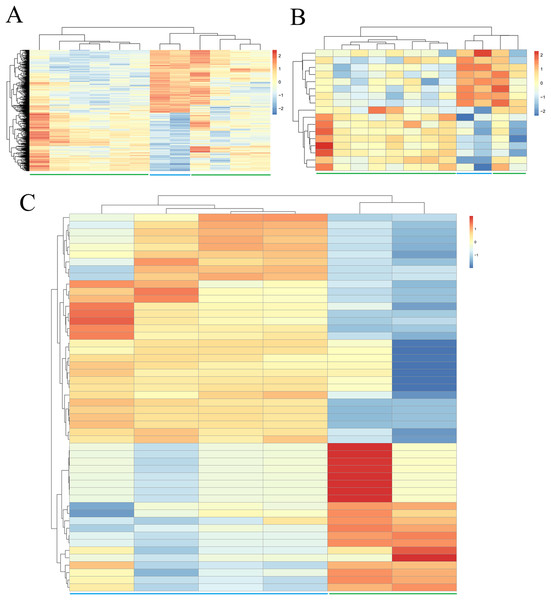 Hierarchical clustering and heat map analysis of differentially expressed (A) genes, (B) long non-coding RNAs and (C) microRNAs.