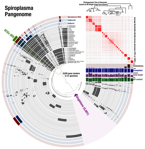 Spiroplasma. spp. Have a Large Pangenome.