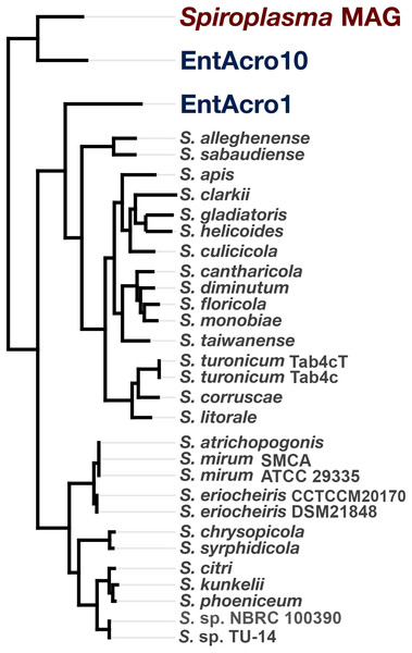 Phylogeny of Spiroplasma. sp. WSS shows it belongs to the Ixodetes clade of Mollicutes.