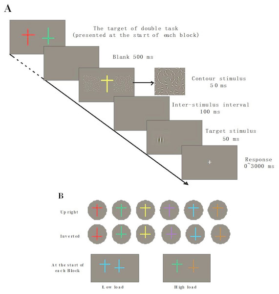 (A) Schematic illustration and (B) an example of sequences for foveal load task in Phase I and Phase III.