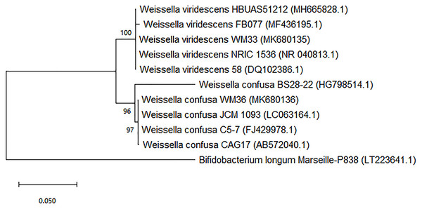 Neighbor-joining phylogenetic tree based on 16s rRNA gene sequence analysis of WM33 and WM36 (1,249 bp aligned).