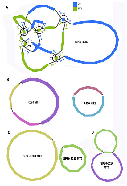 Assembly graphs for four independent assemblies of the sugarcane mitogenome.
