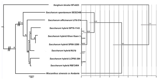 Phylogram and Chronogram generated from sugarcane mitochondrial chromosome 2 data.
