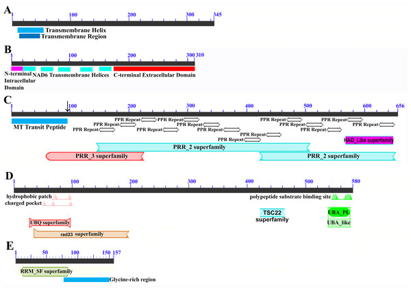 Domain and protein feature mappings of the sugarcane mitochondrial CMS factor and three putative genomic restorer of fertility factors.