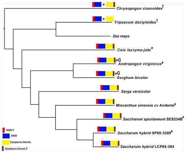 Origin of the sugarcane CMS2 cytoplasmic male sterility factor.