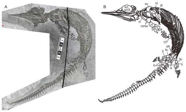 The most complete specimen of Chaohusaurus chaoxianensis (AGB6256).