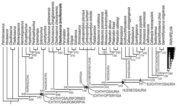 Phylogenetic hypothesis of basal Ichthyosauromorpha including Chaohusaurus brevifemoralis sp. nov.