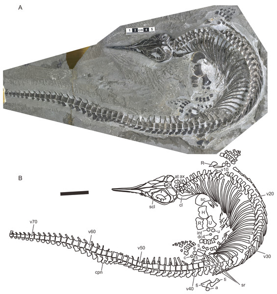 Holotype of Chaohusaurus brevifemoralis sp. nov (AGB7401).