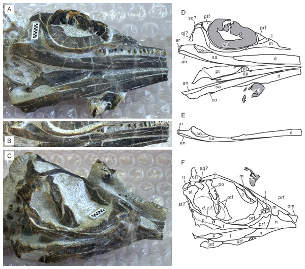 Skull of Chaohusaurus brevifemoralis sp. nov in one of the paratypes (GMPKU P-3086).