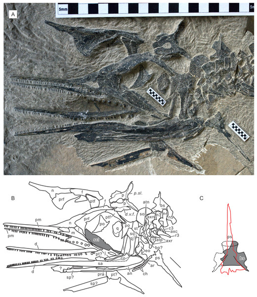 Skull of Chaohusaurus brevifemoralis sp. nov in one of the paratypes (AGB7403).