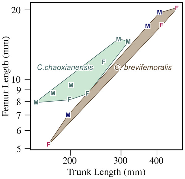 Femoral length plotted against trunk length.