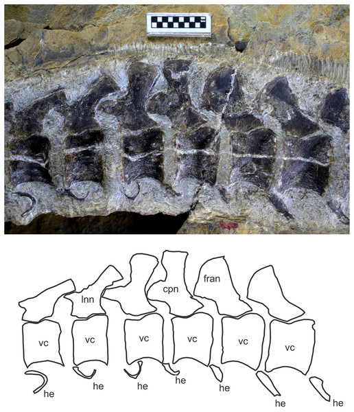 Caudal peak region of Chaohusaurus brevifemoralis sp. nov. in one of the paratypes (GMPKU P-3086).