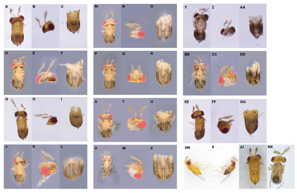 Description of the external morphology of 11 types of intersexes in T. preW+.