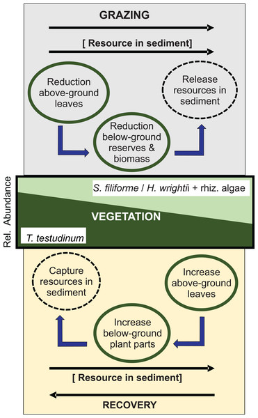 Shift in species composition of a Caribbean seagrass community under a regime of rotational grazing, showing the principal processes involved in the transition from late seral state to earlier seral state during grazing and vice versa during recovery.