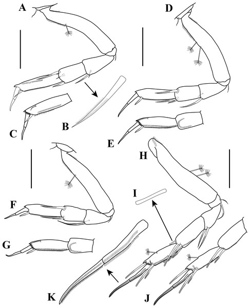 Pereopods 1–4 illustrations.