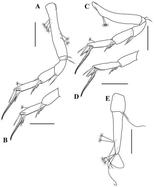 Pereopod 5–6 and uropod illustrations.