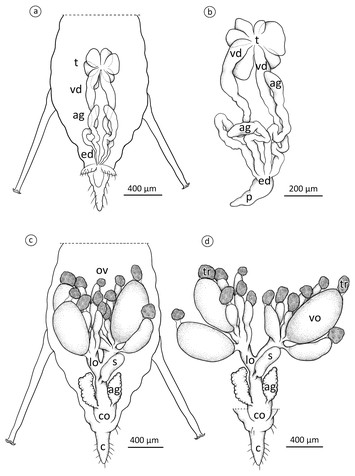 The reproductive system of the male and oviparous female of a model ...