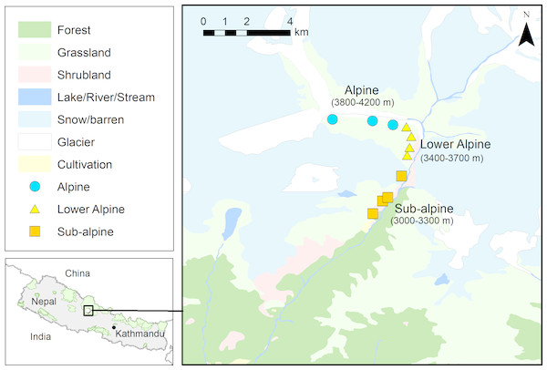 Map showing study area (N28°29.455′ and E083°53.546′ to N28°31.806′ and E083°52.537′, Annapurna Conservation Area) and the locations of the Aconitum spicatum populations sampled.