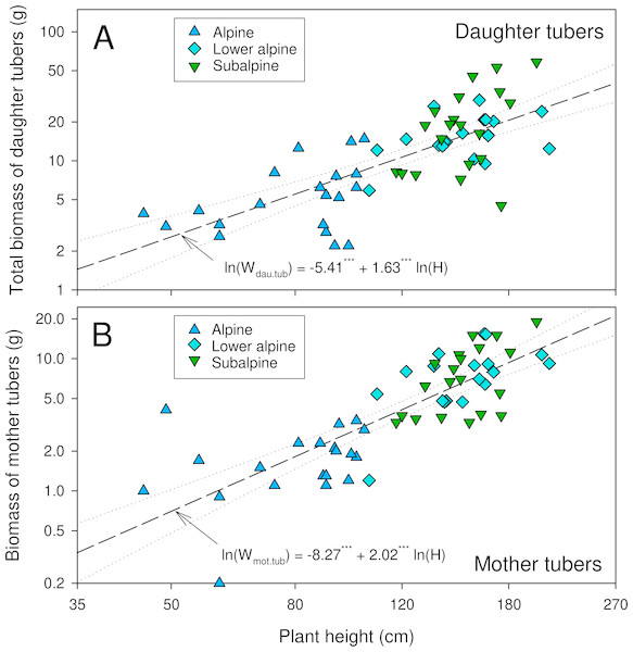 Relationship between plant height and biomass of daughter tubers (A) and mother tubers (B) of A. spicatum.