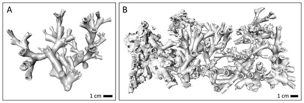 Example images of the CT scans of (A) a live coral fragment (orange coral branch from Leksa on-reef) and (B) dead coral framework from one basket of the cluster (Leksa off-reef).