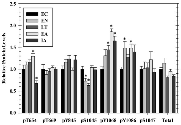 Relative phosphorylation status of EGFR in cardiac muscle of I. tridecemlineatus over the torpor–arousal cycle.