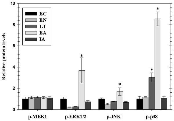 Relative phosphorylation status of the MAPK signaling pathway kinases MEK1 (Ser222), ERK1/2 (Thr185/Tyr187), JNK (Thr183/Tyr185), and p38 Thr180/Tyr182 in cardiac muscle of I. tridecemlineatus over the torpor–arousal cycle.