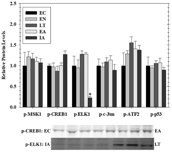 Relative phosphorylation status of the effector kinase p-MSK1 (Ser212) and transcription factors p-CREB1 (Ser133), p-ELK1 (Ser383), p-c-Jun (Ser73), p-ATF2 (Thr71), p-p53 (Ser15) in cardiac muscle of I. tridecemlineatus over the torpor–arousal cycle.