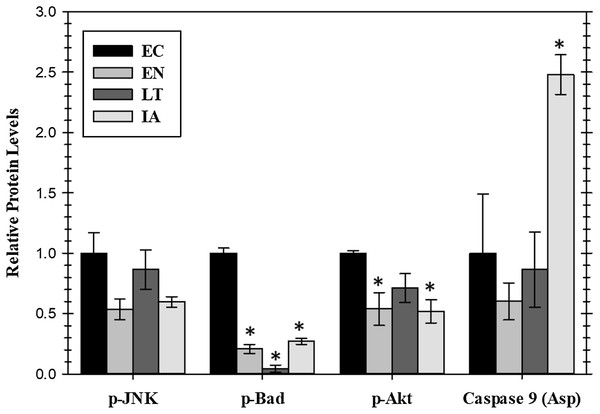 Relative protein levels of p-JNK (Thr183/Tyr185) and p-Akt (pS473) protein kinases and downstream pro-apoptotic proteins, p-BAD (Ser112) and active caspase 9 (Asp315) in the cardiac muscle of I. tridecemlineatus over the torpor–arousal cycle.