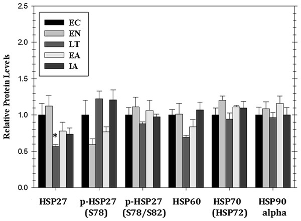 Relative protein expression of selected heat shock proteins and their phosphorylated forms in cardiac muscle of I. tridecemlineatus over the torpor–arousal cycle: HSP27, p-HSP27 Ser78, p-HSP27 Ser78/Ser82, HSP60, HSP70 (HSP72), and HSP90alpha.