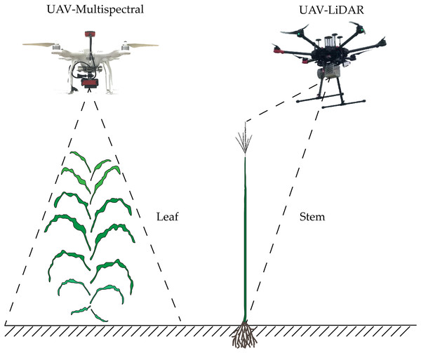 Schematic diagram of estimation of maize AGB based on stem-leaf separation strategy integrated with LiDAR and multispectral data.