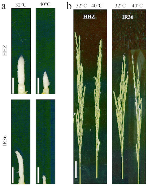 Effects of high temperature on panicle development.