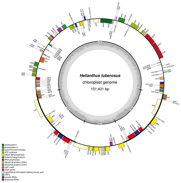 Gene map of the Helianthus tuberosus L. chloroplast genome.
