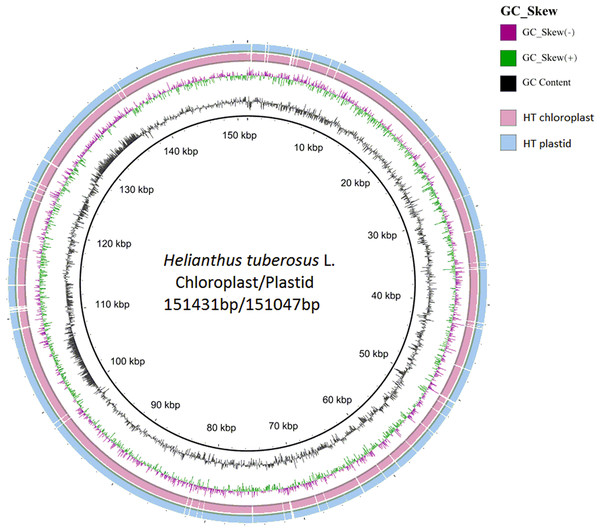 Compared Helianthus tuberosus L. chloroplast and plastid genome use BRIG.