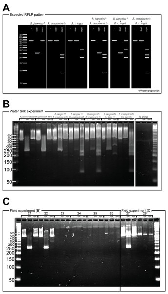 PCR-RFLP and gel electrophoresis expected banding patterns (A) and results of water tank experiment (B) and field experiment (C).
