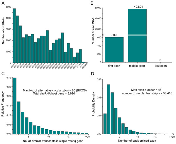 General characteristics of circRNAs in CRC.