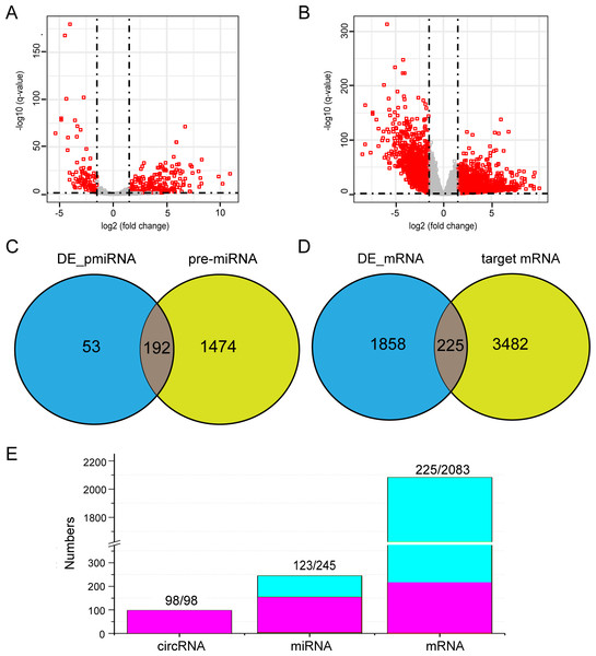 Differential expression analysis and interaction analysis of miRNAs and mRNAs.