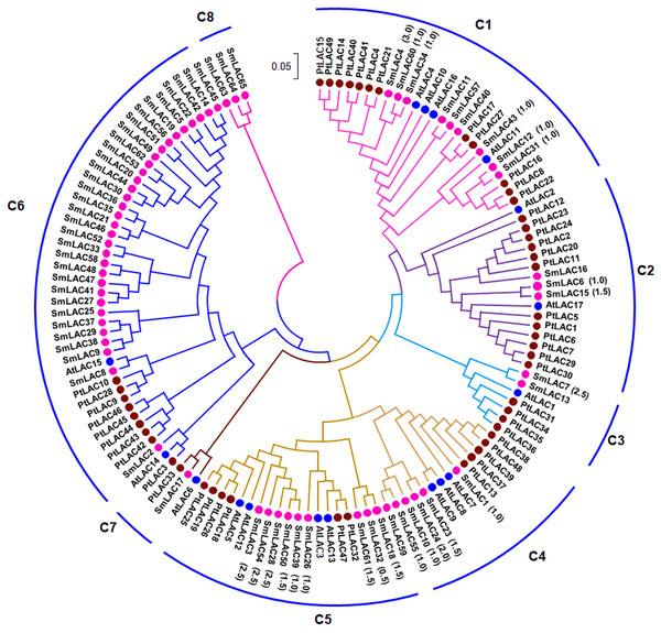 Phylogenetic analysis of SmLAC, AtLAC and PtLAC proteins.