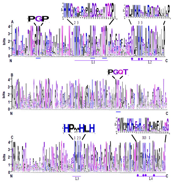 Sequence logo of the conserved domains of SmLACs.