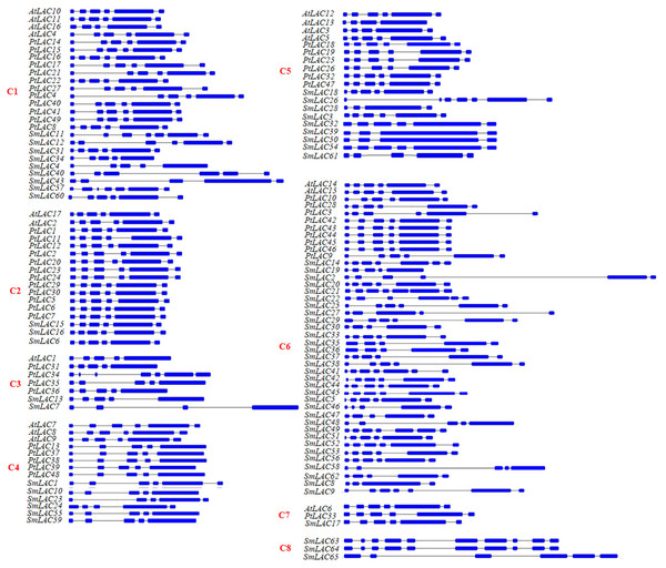 Intron-exon structures of SmLAC genes.