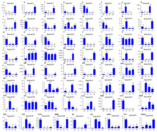 Expression patterns of SmLACs (A-MMM) in roots (Rt), stems (St), leaves (Le) and flowers (Fl) of S. miltiorrhiza.