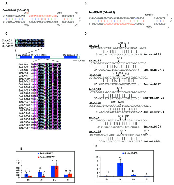 SmLACs targeted by Smi-miR397 and Smi-miR408.