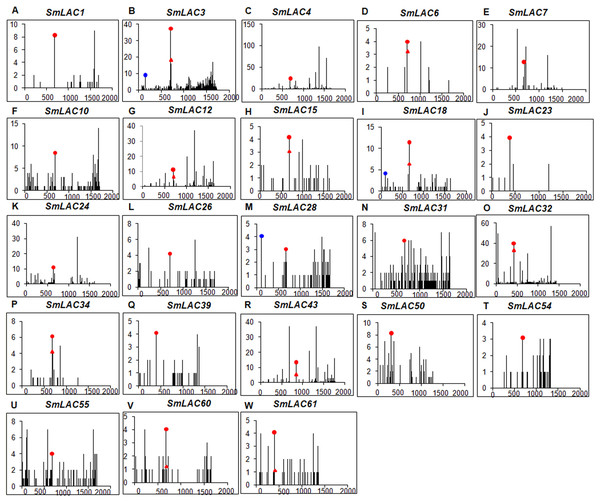 Degradome analysis of Smi-miR397- and Smi-miR408-directed cleavage of SmLACs.