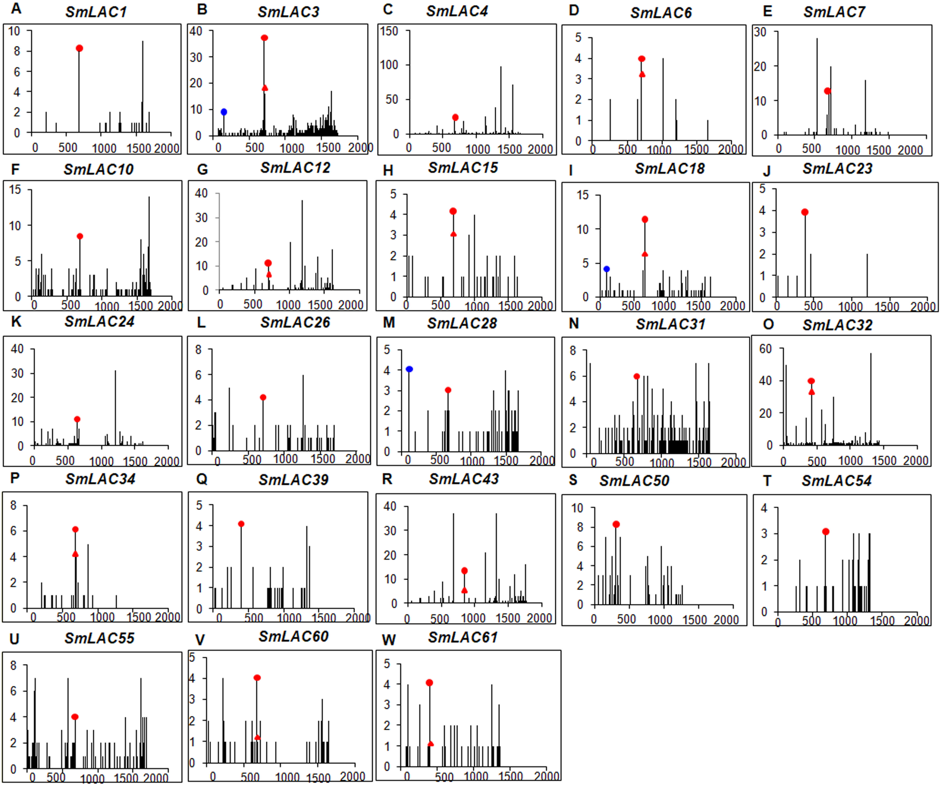 Analysis Of The Laccase Gene Family And Mir397 Mir408 Mediated