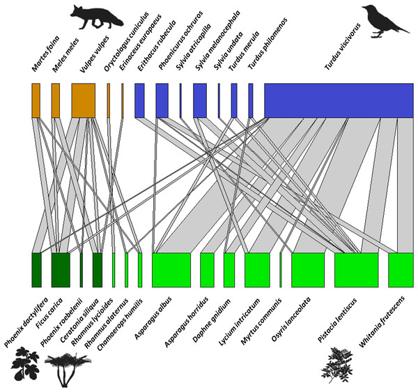 Bipartite network graph representing the proportion of dispersed seeds of fleshy-fruited species (bottom row), those dispersed by frugivore vertebrates (upper row) (based on 1,061 seeds, 181 interactions).