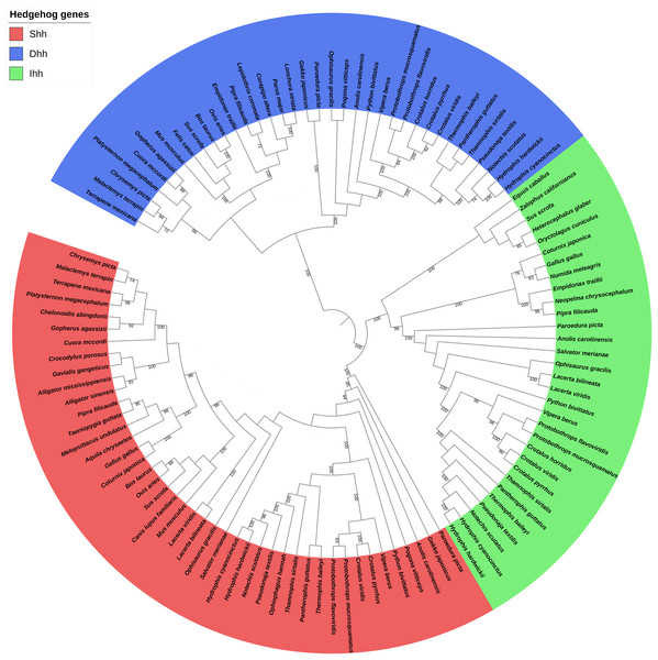 Phylogenetic tree based on CDS sequences of three hedgehog genes.